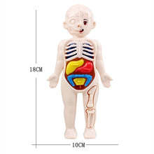 3D Human Anatomy Model Toys Children's Montessori Learning and Education Organs Toys Body Learning Tool for Kids - Limited time Finds