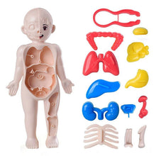 3D Human Anatomy Model Toys Children's Montessori Learning and Education Organs Toys Body Learning Tool for Kids - Limited time Finds