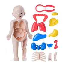 3D Human Anatomy Model Toys Children's Montessori Learning and Education Organs Toys Body Learning Tool for Kids - Limited time Finds