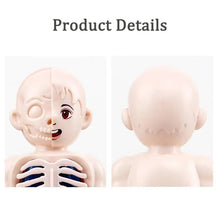 3D Human Anatomy Model Toys Children's Montessori Learning and Education Organs Toys Body Learning Tool for Kids - Limited time Finds