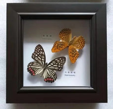 Butterfly specimen real butterfly real specimen teaching home decoration wedding birthday gift home decore - Limited time Finds