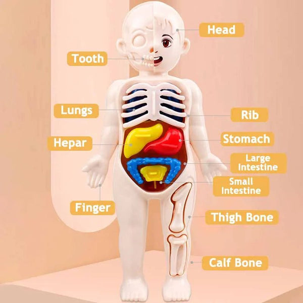 3D Human Anatomy Model Toys Children's Montessori Learning and Education Organs Toys Body Learning Tool for Kids - Limited time Finds