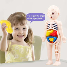 3D Human Anatomy Model Toys Children's Montessori Learning and Education Organs Toys Body Learning Tool for Kids - Limited time Finds