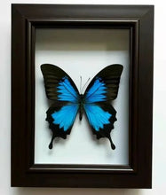 Butterfly specimen real butterfly real specimen teaching home decoration wedding birthday gift home decore - Limited time Finds