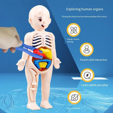 3D Human Anatomy Model Toys Children's Montessori Learning and Education Organs Toys Body Learning Tool for Kids - Limited time Finds